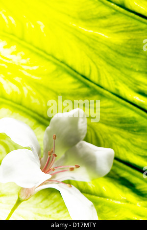 Bellissimi fiori di tung per adv o altri usi Foto Stock