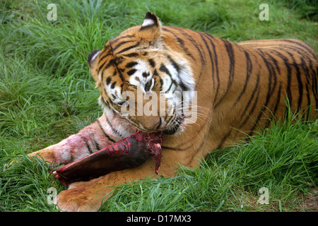 Tigre Siberiana alimentazione, Panthera tigris altaica, Felidae Foto Stock