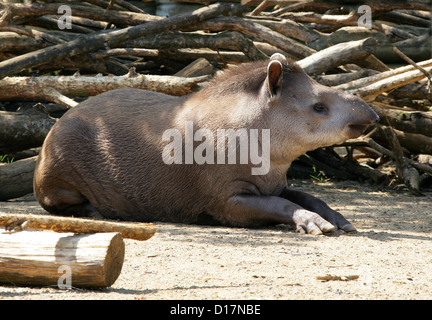 Il tapiro brasiliano, Tapirus terrestris, Tapiridae. Aka South American tapiro o tapiro di pianura. South American Rain Forest. Foto Stock