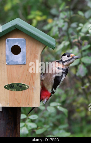Picchio rosso maggiore sul nestbox dotato di piastra in metallo per evitare i predatori da allargare il foro di ingresso per accedere Foto Stock