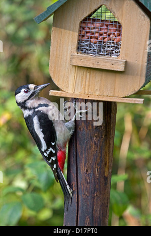 Picchio rosso maggiore (Dendrocopos major) su bird feeder in giardino Foto Stock