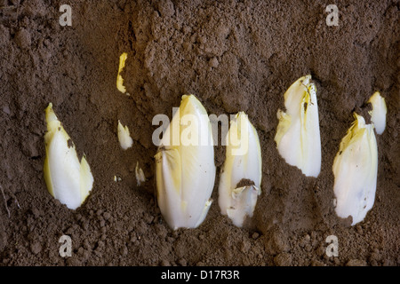 Indivia belga / Francese / indivia cicoria Witloof (Cichorium intybus var. foliosum) presso il giardino del mercato in Belgio Foto Stock