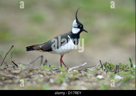 Kiebitz (Vanellus vanellus) Pavoncella • Bayern, Deutschland Foto Stock