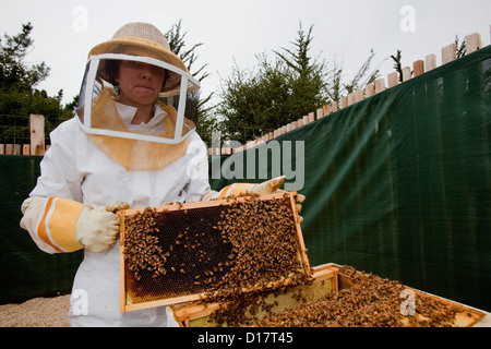 Un apicoltore tende una colonia di api in un alveare. Foto Stock