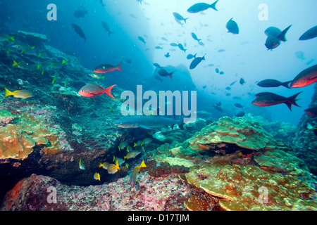 Scuola di pesce e una punta bianca reef shark nuotare nel corso di una barriera corallina al Cocos Island al largo della Costa Rica. Foto Stock