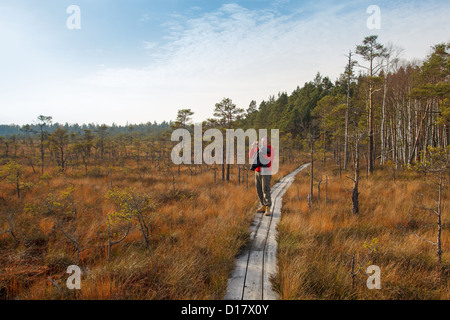 Wild bog in autunno con legno sentiero turistico. Riprese uomo natura selvaggia Foto Stock