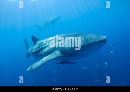 Due squali balena, Rhincodon typus, si nutre di piccoli pesci essendo alimentate da un pescatore su Bagan, Indonesia Foto Stock