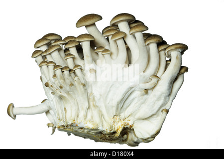 Buna Shimeji / Marrone di funghi di faggio Foto Stock