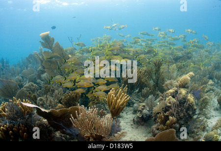 La scolarizzazione pesce su una scogliera di corallo in grotta di polpo in Cuba. Foto Stock