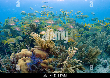 La scolarizzazione pesce su una scogliera di corallo in grotta di polpo in Cuba. Foto Stock