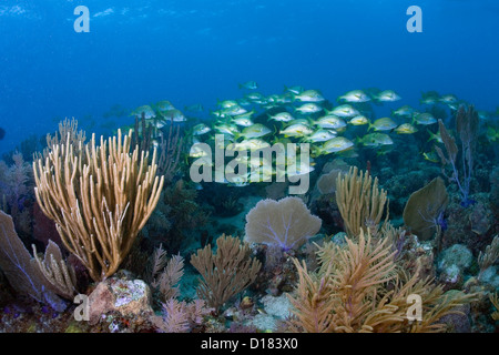 La scolarizzazione pesce su una scogliera di corallo in grotta di polpo in Cuba. Foto Stock