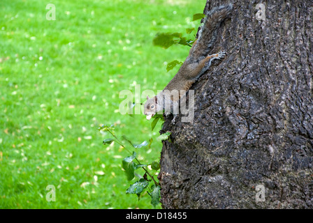 Scoiattolo grigio sul tronco di albero con una nocciolina nella sua bocca Foto Stock