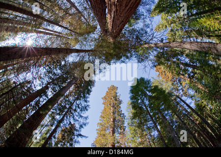 Guardando verso le cime di alberi di sequoia al Parco Nazionale di Yosemite. Foto Stock