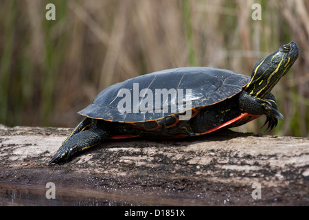 Tartaruga dipinta su un log Foto Stock