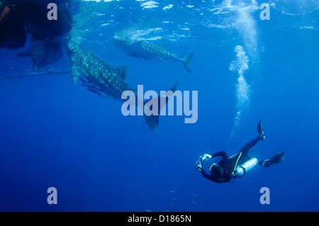 Diver controlla una whaleshark, Rhincodon typus, intorno a bagan o la pesca tradizionale recipiente, Cendrawasih Bay, Papua, Indonesia Foto Stock