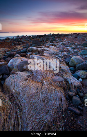 Il paesaggio costiero a Jeløy, Østfold fylke, Norvegia. Foto Stock