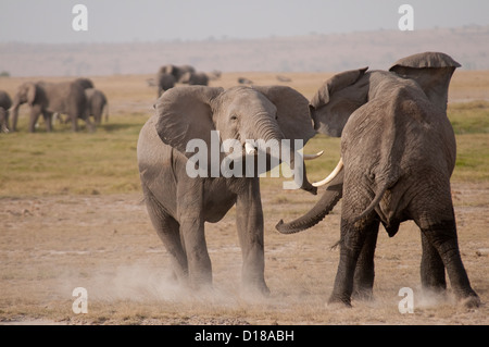 Due Paesi africani bull elefanti combattimenti Foto Stock