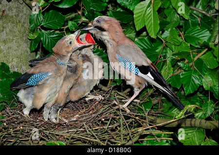 Eichelhaeher (Garrulus glandarius) Jay • Bayern, Deutschland Foto Stock