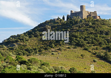 Fort Saint Elme situato su una collina a Collioure e Port-Vendres, Côte Vermeille, Mediterraneo, Roussillon, Francia Foto Stock