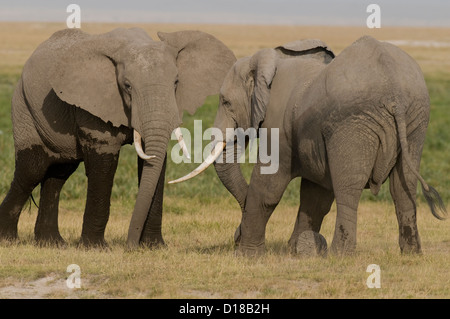 Due Paesi africani bull elefanti combattimenti Foto Stock