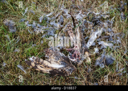 Kadaver einer Sumpfohreule (asio flammeus) • Bayern, Deutschland Foto Stock