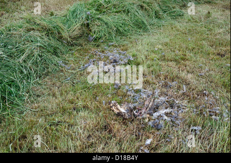 Kadaver einer Sumpfohreule (asio flammeus) • Bayern, Deutschland Foto Stock