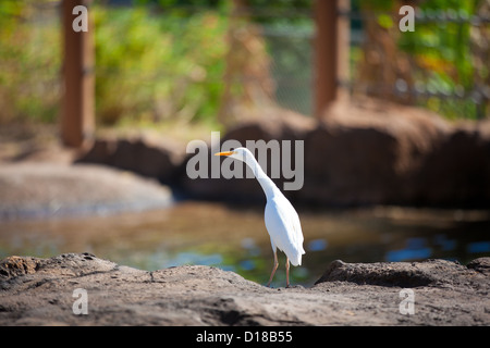 Airone guardabuoi Bubulcus ibis heron bird Foto Stock