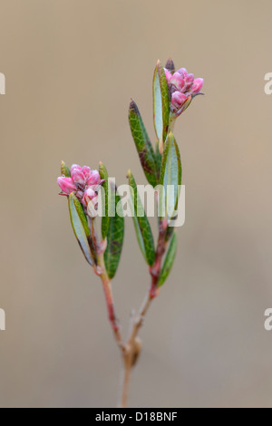 Bog rosmarino, Andromeda polifolia, Bassa Sassonia, Germania Foto Stock