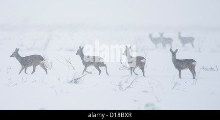 Riga di cervi (Capreolus capreolus) su strade coperte di neve campo, Bassa Sassonia, Germania Foto Stock