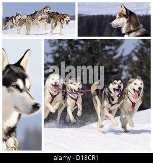 Attività Sportive i cani sono in esecuzione nella neve montagna in inverno Foto Stock