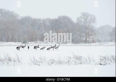 Gru (grus grus) su strade coperte di neve campo, Bassa Sassonia, Germania Foto Stock