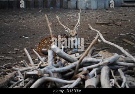 Un macchiato di cervo o chital o cheetal (asse asse) noto anche come chital cervi in un parco zoologico di Tel Aviv in Israele Foto Stock
