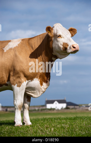 Simmental beef cow su pascolo contro un cielo blu e un dipinto di bianco di Croft casa sullo sfondo. Isola di Tiree, Scozia. Foto Stock