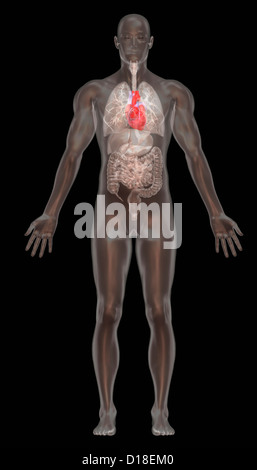 Computer illustrazione grafica, normale anatomia maschile Foto Stock