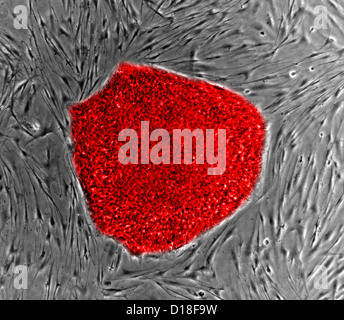 La fotomicrografia cellule staminali embrionali Foto Stock