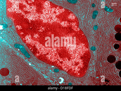 Microscopio elettronico a trasmissione del pancreas Foto Stock