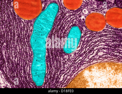 Microscopio elettronico a trasmissione del pancreas Foto Stock