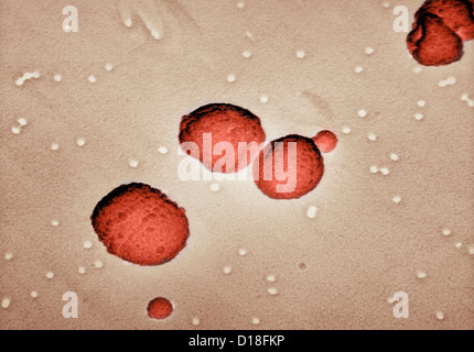 Micrografia elettronica di Streptococcus pneumoniae Foto Stock