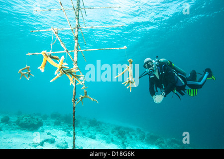 Diver esaminando i detriti subacquea Foto Stock