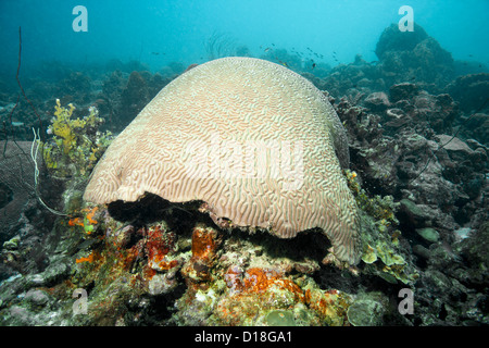 Cervello a Coral reef subacquea Foto Stock