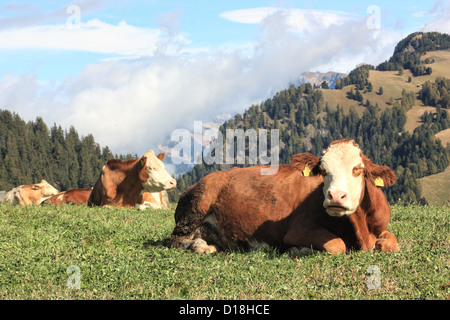 Le mucche al pascolo a Alpe di Siusi / Alpe di Siusi Alto Adige / Alto Adige, Italia Foto Stock