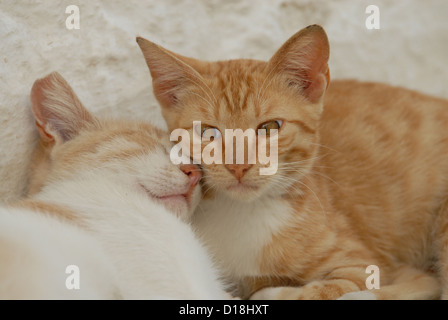 Due gattini, Red-Tabby-bianco, appoggiata a fianco a fianco, coccola insieme, Grecia DODECANNESO Isola, Non-pedigree Shorthair, felis Foto Stock