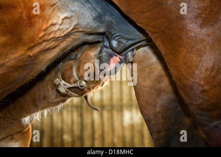 Progetto belga cavallo / belga cavallo pesante / Brabançon / Brabant, mare il lattante puledro, Belgio Foto Stock