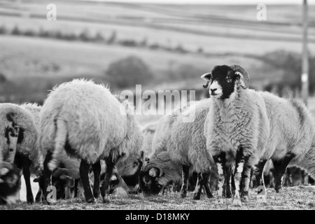 Pecore swaledale alimentare Foto Stock