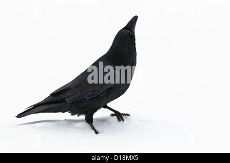 Raven in tempesta di neve presso la Columbia Icefields - Parco Nazionale di Jasper Foto Stock