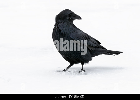 Raven in tempesta di neve presso la Columbia Icefields - Parco Nazionale di Jasper Foto Stock