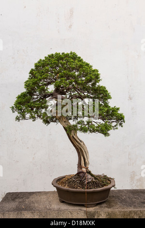 Un albero di bonsai nell umile Administrator's garden a Suzhou, Cina. Foto Stock