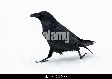 Raven in tempesta di neve presso la Columbia Icefields - Parco Nazionale di Jasper Foto Stock