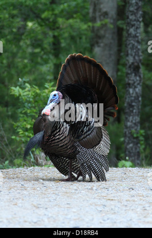 Maschio il tacchino selvatico Strutting. Cades Cove, Great Smoky Mountains, Townsend, Tennessee, Stati Uniti d'America. Foto Stock