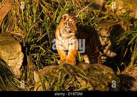 Siberian/Amur tigrotto (Panthera Tigris Altaica) permanente sulla roccia Foto Stock